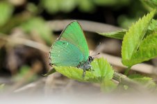 Green Hairstreak lt 1.jpg