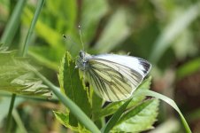 Green-veined White lt 1.jpg