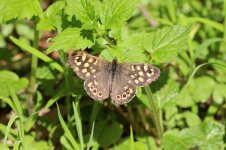 Speckled Wood lt 1.jpg