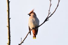 Waxwing_28_02_2017.jpg