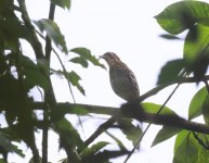 Short-taied-Antthrush.jpg