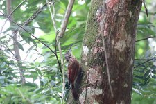 Northern-Lesser-Woodcreeper.jpg