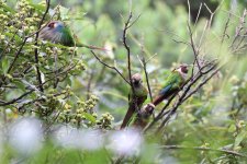 Grey-breasted-Parakeet3.jpg