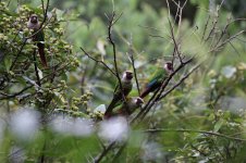 Grey-breasted-Parakeet4.jpg