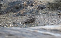 Pygmy-Nightjar3.jpg