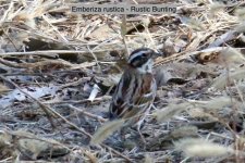 Rustic Bunting (1).jpg