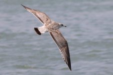 Common Gull (01) - Copy.jpg