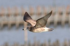 Black-tailed Gull (04) - Copy.jpg