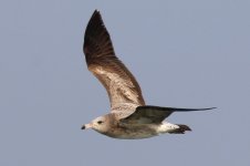 Black-tailed Gull (03) - Copy.jpg