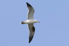 Black-tailed Gull (02) - Copy.jpg