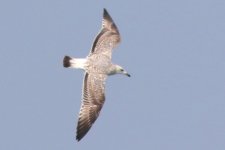 Heuglin's Gull (05) - Copy.jpg