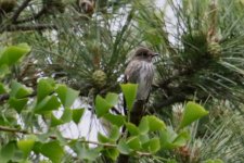 Grey-Streaked Flycatcher (1).jpg