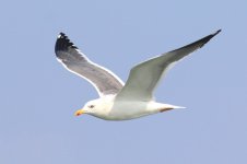 Heuglin's Gull (08) - Copy.jpg