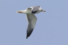 Heuglin's Gull (07) - Copy.jpg