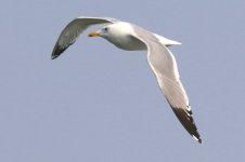 Mongolian Gull (03) - Copy.jpg