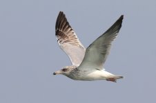 Vega Gull (01) - Copy.jpg