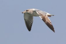 Vega Gull (04) - Copy.jpg