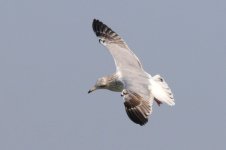 Vega Gull (03) - Copy.jpg