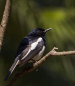 magpie robin male VP GX8 100-300mm_1020236.jpg