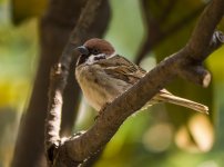 tree sparrow VP GX8 100-300mm_1020171.jpg