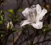 flower VP GX8 100-300mm_1020169.jpg