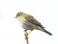 Willow Warbler_Torry_290417a.jpg