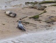 Common Seal_Donmouth_240317a.jpg
