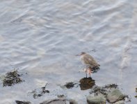 Redshank_Donmouth_240317a.jpg