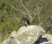 Black Stork in Monfrague.jpg