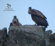 Vultures extremadura monfrague.jpg
