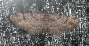 Moth 19 March 2017.jpg