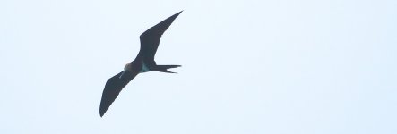 DSC06817 Lesser Frigatebird @ Southern Waters.com.JPG