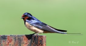 swallow01PN.jpg