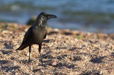 20170404 (38)_House_Crow.JPG