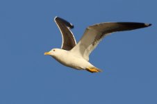 20170404 (40)_Baltic_Gull.JPG