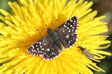 Grizzled Skipper lt 1.jpg