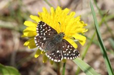 Grizzled Skipper lt 2.jpg