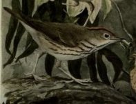 ovenbird.jpg