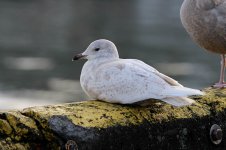 Iceland Gull ice 7.jpg