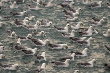 Northern Fulmar ice 1.jpg