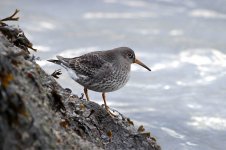 Purple Sandpiper ice 2.jpg