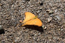 CostaRicaButterflies02.jpg