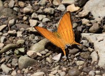 CostaRicaButterflies03.jpg