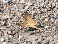 CostaRicaButterflies04.jpg