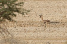 20170405 (16)_Acacia_Gazelle.JPG