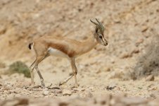 20170405 (17)_Dorcas_Gazelle.JPG