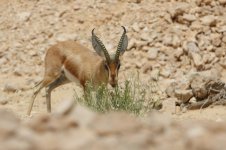 20170405 (18)_Dorcas_Gazelle.JPG