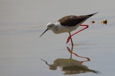 20170405 (19)_Black-winged_Stilt.JPG