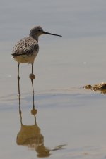 20170405 (20)_Marsh_Sandpiper.JPG