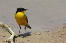 20170405 (21)_Western_Yellow_Wagtail.JPG